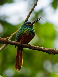 Coppery-chested Jacamar, male in Ecuador close & not obstructed :) Coppery-chested jacamar,Ecuador,Galbula pastazae,Geotagged,Spring