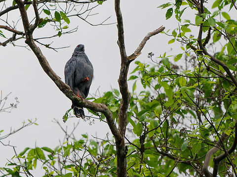 Crane Hawk in Ecuador from observation tower near Napo Wildlife Center Crane hawk,Ecuador,Geotagged,Geranospiza caerulescens,Spring