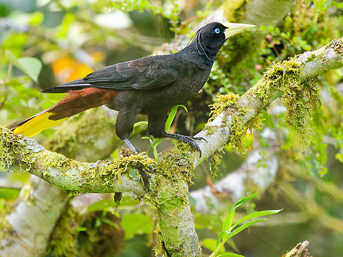 Crested Oropendola in Ecuador  Crested oropendola,Ecuador,Geotagged,Psarocolius decumanus,Spring