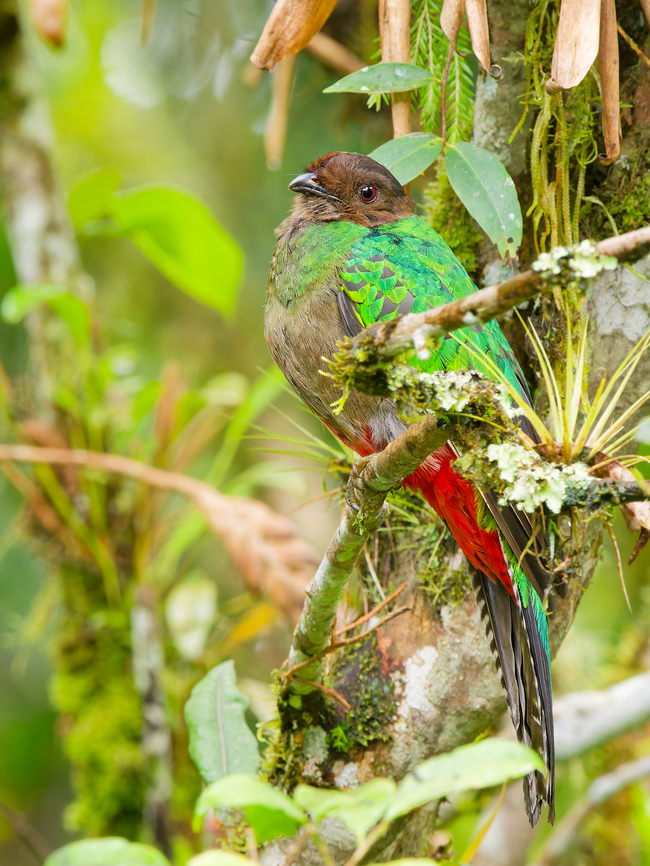 Crested Quetzal in Ecuador  Crested quetzal,Ecuador,Geotagged,Pharomachrus antisianus,Spring