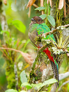 Crested Quetzal in Ecuador  Crested quetzal,Ecuador,Geotagged,Pharomachrus antisianus,Spring