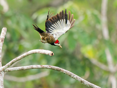 Crimson-crested Woodpecker flying off  Campephilus melanoleucos,Crimson-crested woodpecker,Ecuador,Geotagged,Spring