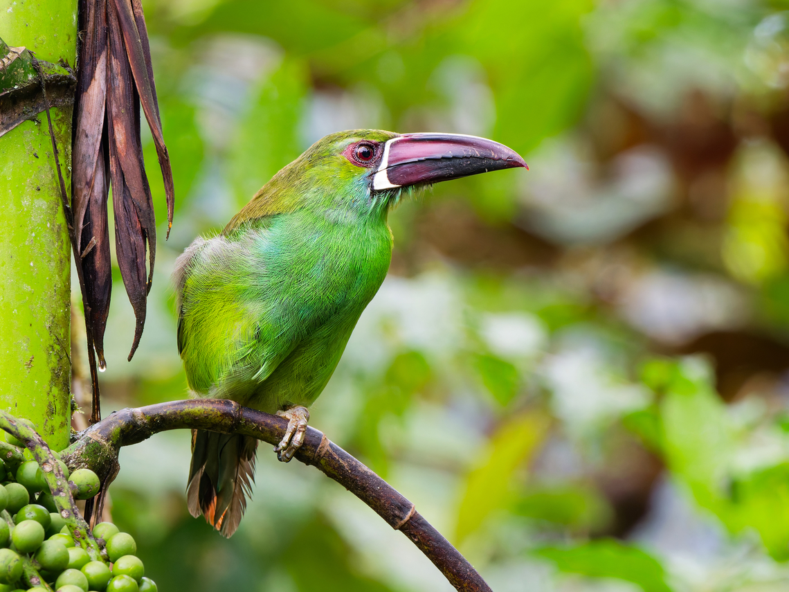 Crimson-rumped Toucanet in Ecuador  Aulacorhynchus haematopygus,Crimson-rumped toucanet,Ecuador,Fall,Geotagged