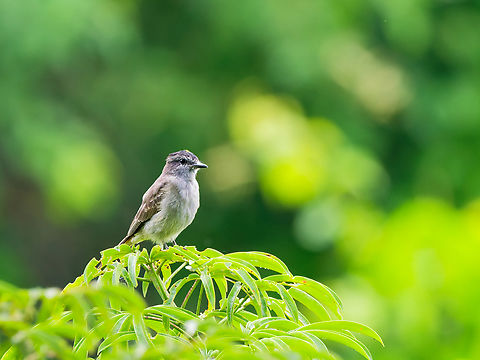 Crowned Slaty Flycatcher in Ecuador seen at Sani Lodge Crowned slaty flycatcher,Ecuador,Geotagged,Griseotyrannus aurantioatrocristatus,Spring