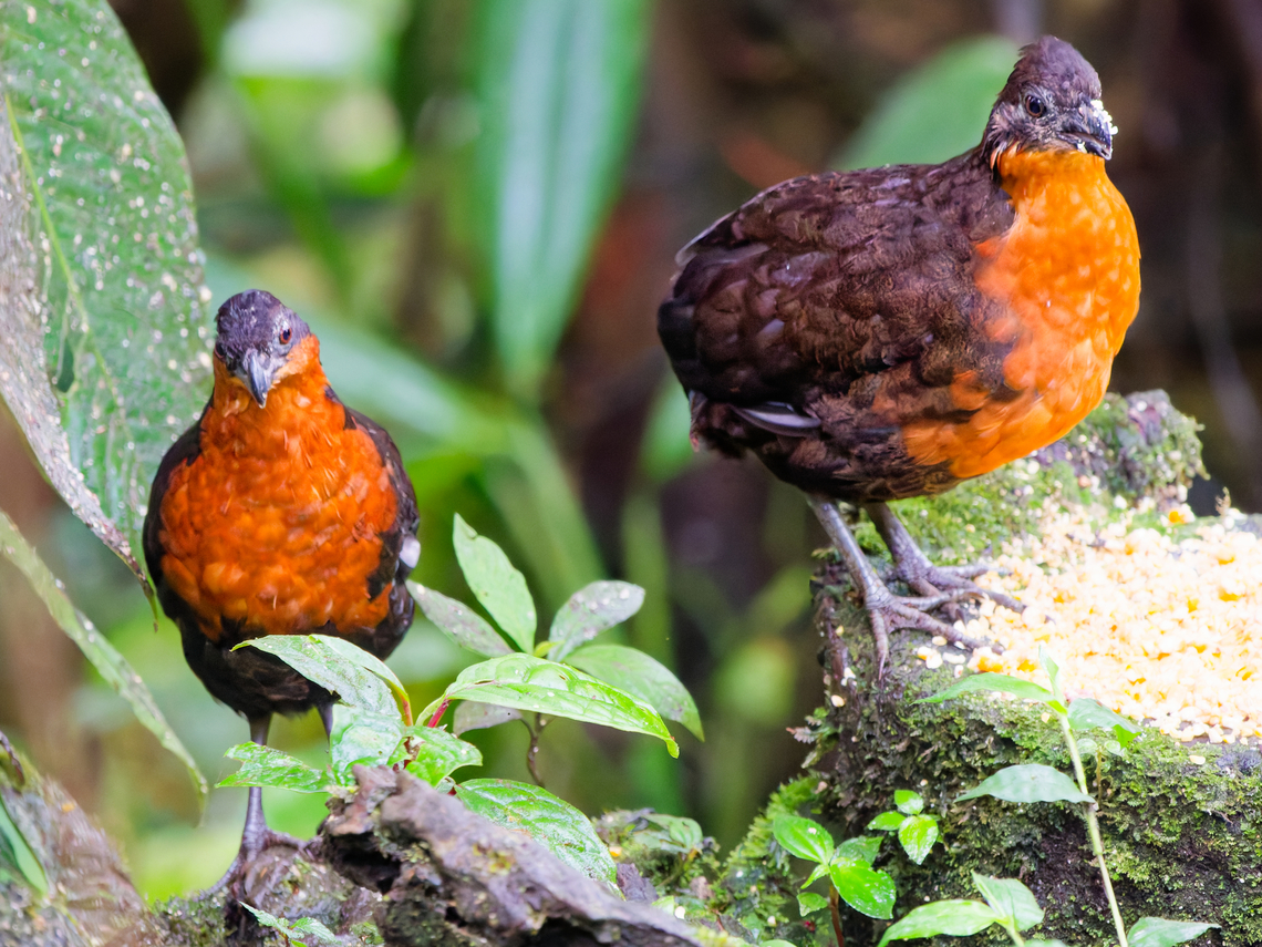 Dark-backed Wood-Quail in Eucador at Mashpi Amagusa Dark-backed wood quail,Ecuador,Fall,Geotagged,Odontophorus  melanonotus