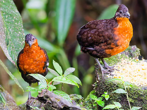 Dark-backed Wood-Quail in Eucador at Mashpi Amagusa Dark-backed wood quail,Ecuador,Fall,Geotagged,Odontophorus  melanonotus