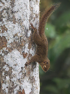 Western Dwarf Squirrel in Ecuador seen at Mashpi Amagusa Ecuador,Fall,Geotagged,Microsciurus mimulus,Western dwarf squirrel