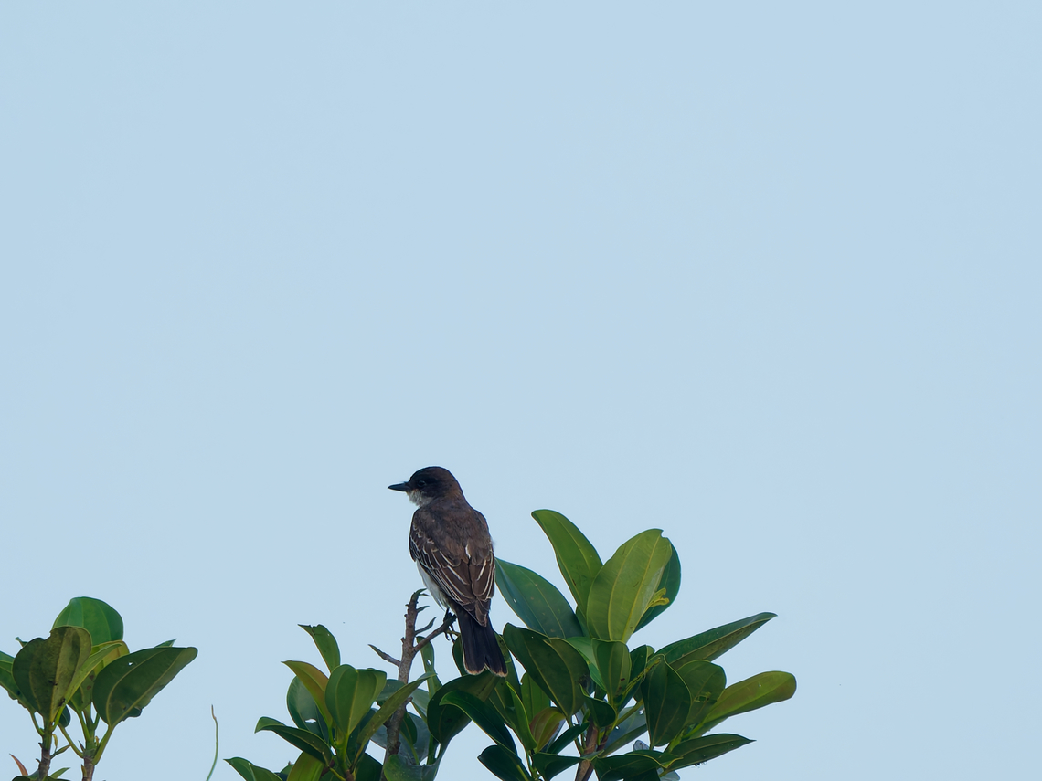 Eastern Kingbird in Ecuador  Eastern Kingbird,Ecuador,Geotagged,Spring,Tyrannus tyrannus