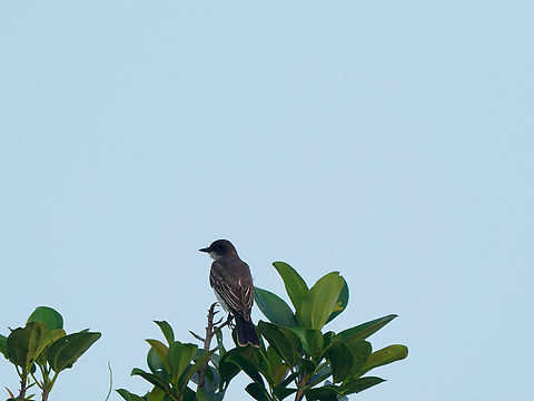 Eastern Kingbird in Ecuador  Eastern Kingbird,Ecuador,Geotagged,Spring,Tyrannus tyrannus