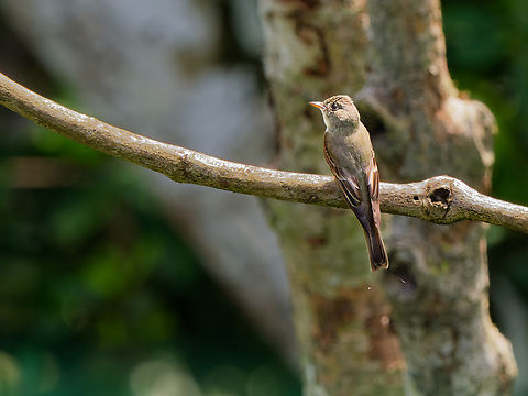 Eastern Wood-Pewee in Ecuador  Contopus virens,Eastern Wood Pewee
