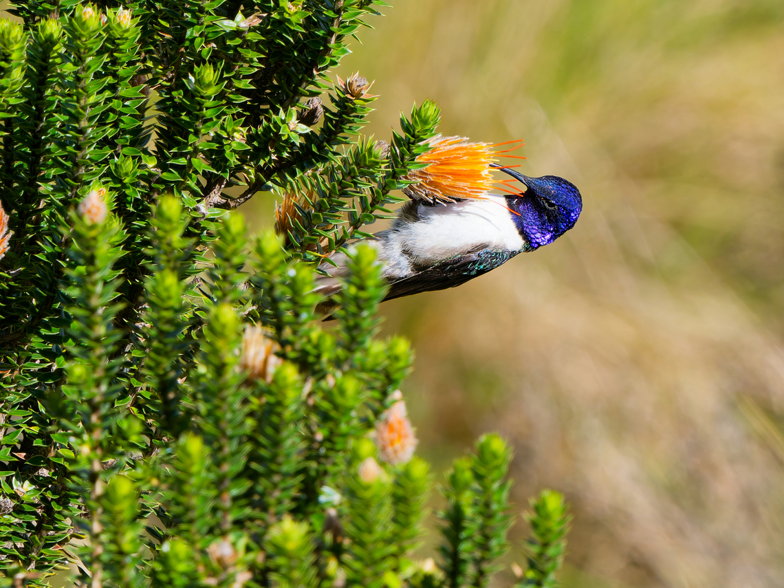 Ecuadorian Hillstar in Ecuador  Ecuador,Ecuadorian hillstar,Geotagged,Oreotrochilus chimborazo,Spring