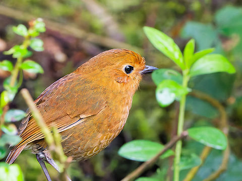 Equatorial Antpitta in Ecuador  Ecuador,Equatorial antpitta,Geotagged,Grallaria saturata,Spring
