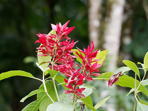 Megaskepasma erythrochlamys  in Ecuador Brazilian Red-Cloak,Ecuador,Geotagged,Megaskepasma erythrochlamys,Spring