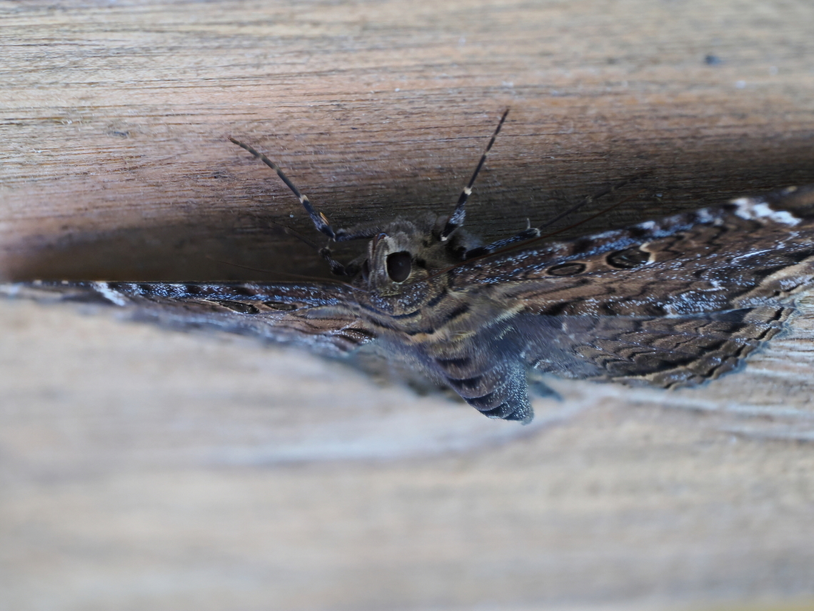 Feigeria caligula in Ecuador photo taken by focus stacking Ecuador,Fall,Feigeria caligula,Geotagged