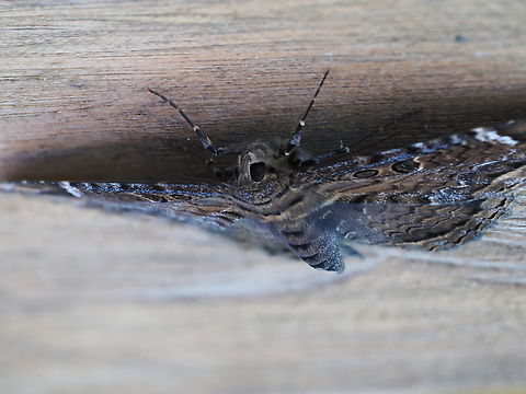 Feigeria caligula in Ecuador photo taken by focus stacking Ecuador,Fall,Feigeria caligula,Geotagged