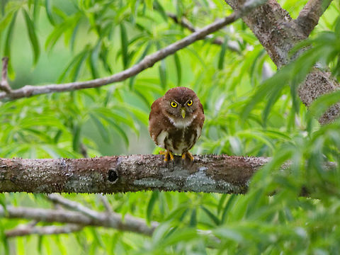 Ferruginous Pygmy-Owl in Ecuador  Ecuador,Ferruginous pygmy owl,Geotagged,Glaucidium brasilianum,Spring
