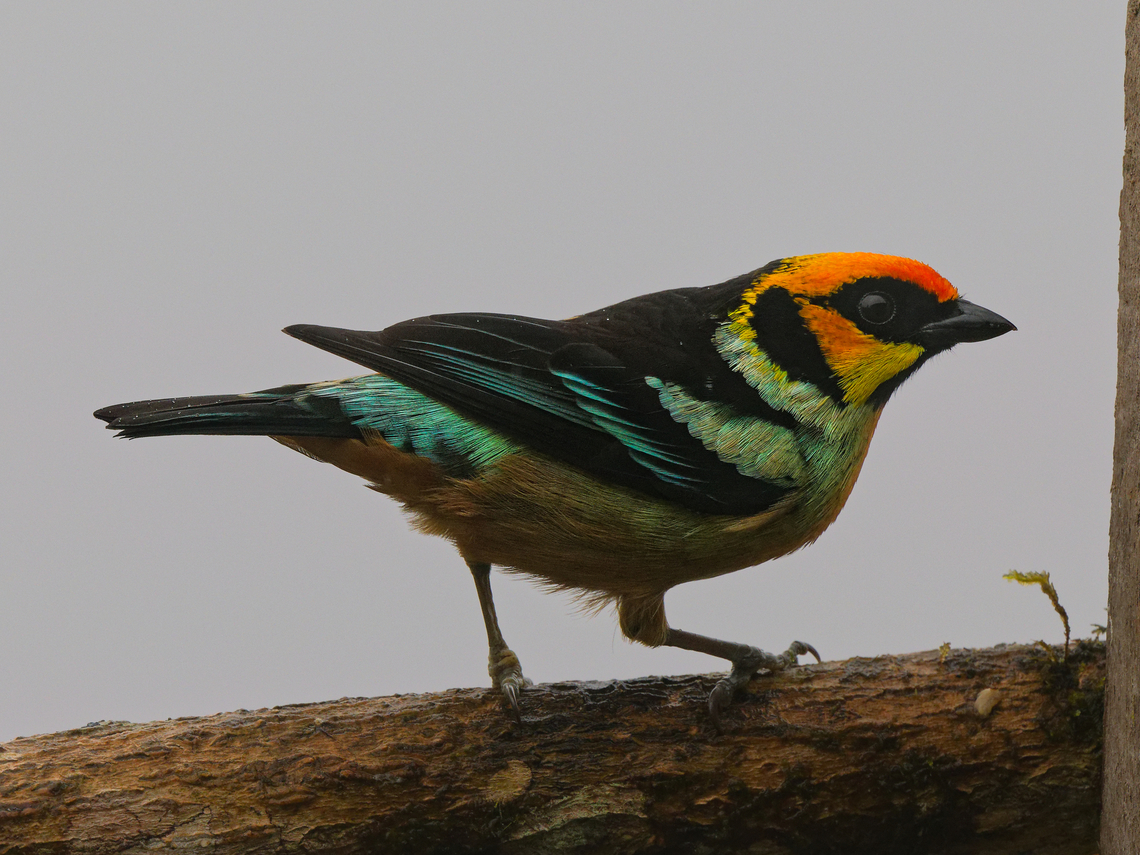Flame-faced Tanager in Ecuador  Ecuador,Fall,Flame-faced tanager,Geotagged,Tangara parzudakii