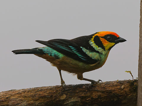 Flame-faced Tanager in Ecuador  Ecuador,Fall,Flame-faced tanager,Geotagged,Tangara parzudakii