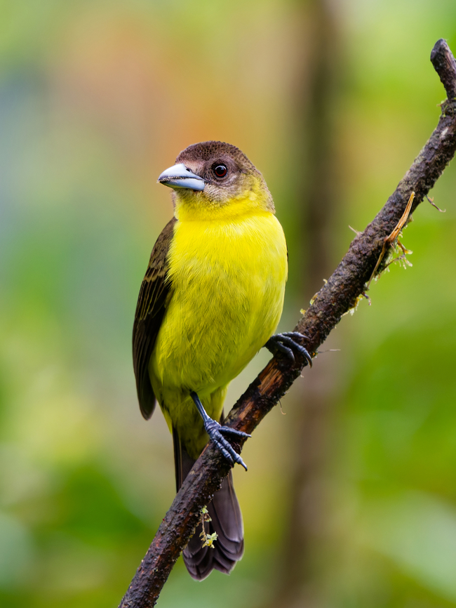 Flame-rumped Tanager in Ecuador female Ecuador,Fall,Flame-rumped Tanager,Geotagged,Ramphocelus flammigerus