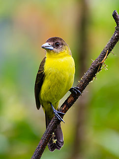 Flame-rumped Tanager in Ecuador female Ecuador,Fall,Flame-rumped Tanager,Geotagged,Ramphocelus flammigerus