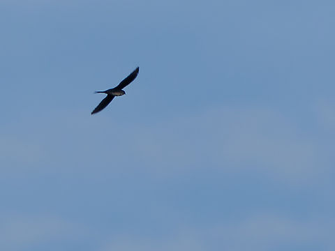 Fork-tailed Palm Swift in Ecuador  Ecuador,Fork-tailed palm swift,Geotagged,Spring,Tachornis squamata