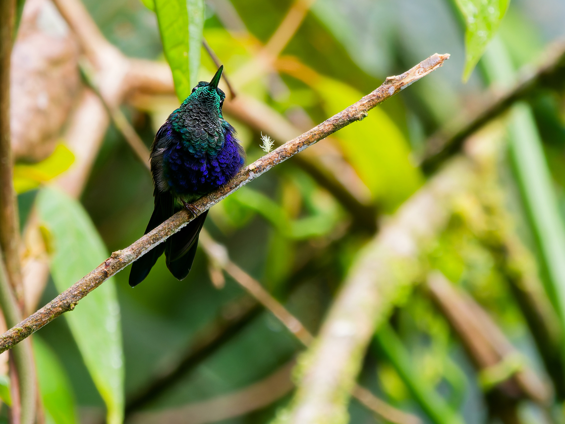 Fork-tailed Woodnymph in Ecuador seen at Wild Simaco Lodge Ecuador,Fork-tailed woodnymph,Geotagged,Spring,Thalurania furcata