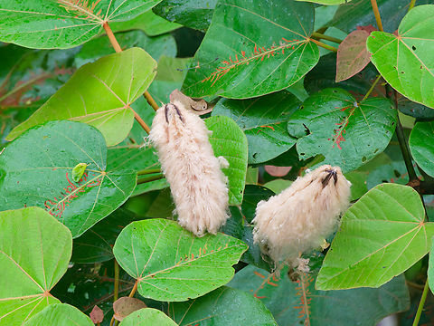 Burst fruis of Balsa Tree Ochroma pyramidale  Balsa Tree,Ecuador,Geotagged,Ochroma pyramidale,Spring