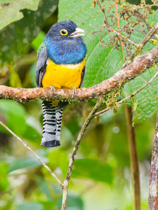 Gartered Violaceous Trogon in Ecuador  Ecuador,Fall,Gartered trogon,Geotagged,Los Cedros Reserve,Trogon caligatus