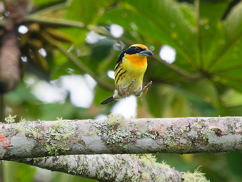 Gilded Barbet in Ecuador "Jumping Jack" Capito auratus,Ecuador,Geotagged,Gilded barbet,Spring