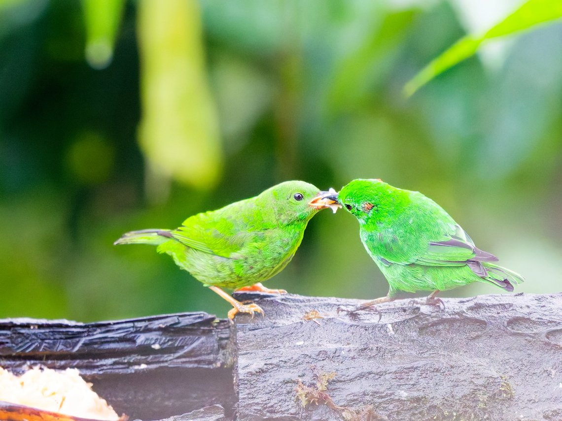 Glistening-green Tanager in Ecuador young bird is being fed Chlorochrysa phoenicotis,Ecuador,Fall,Geotagged,Glistening-green tanager