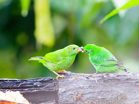 Glistening-green Tanager in Ecuador young bird is being fed Chlorochrysa phoenicotis,Ecuador,Fall,Geotagged,Glistening-green tanager
