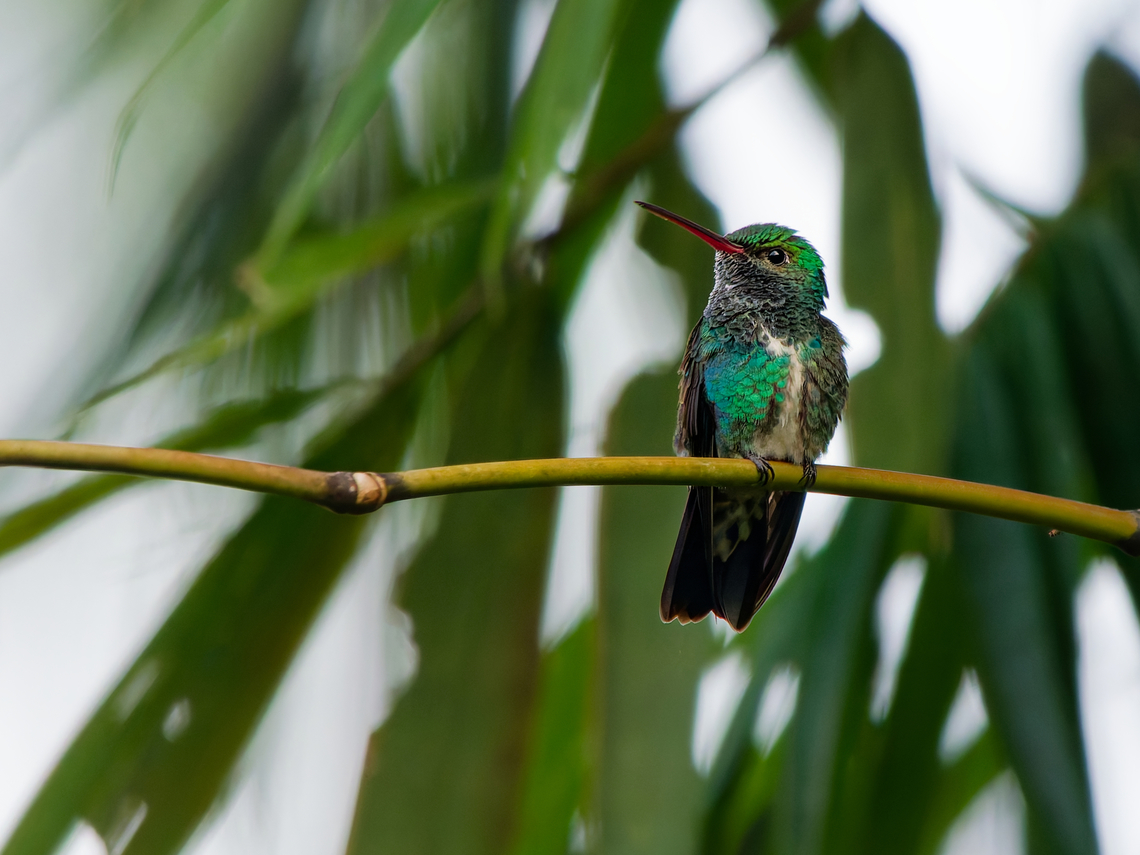 Glittering-throated Emerald in Ecuador seen at Amarun Pakcha Amazilia fimbriata,Ecuador,Geotagged,Glittering-throated Emerald,Spring
