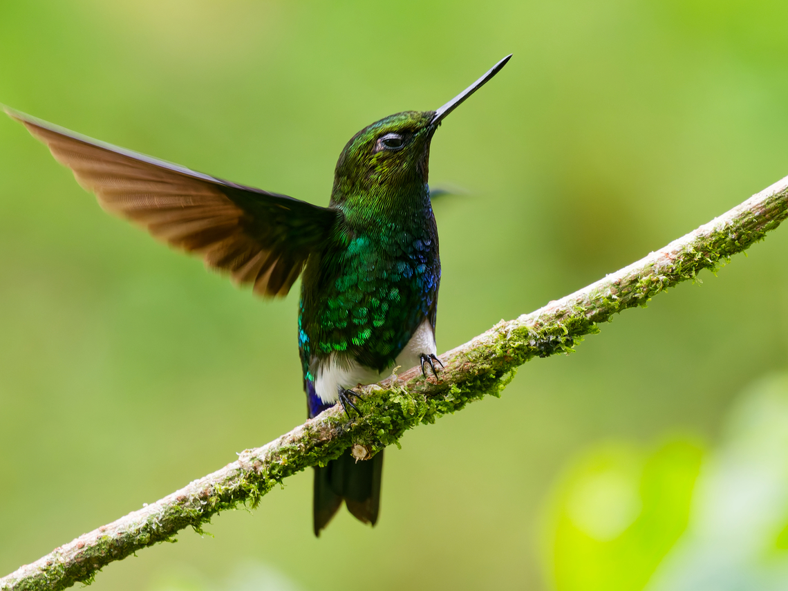 Glowing Puffleg in Ecuador seen at Guango Lodge Ecuador,Eriocnemis vestita,Geotagged,Glowing puffleg,Spring