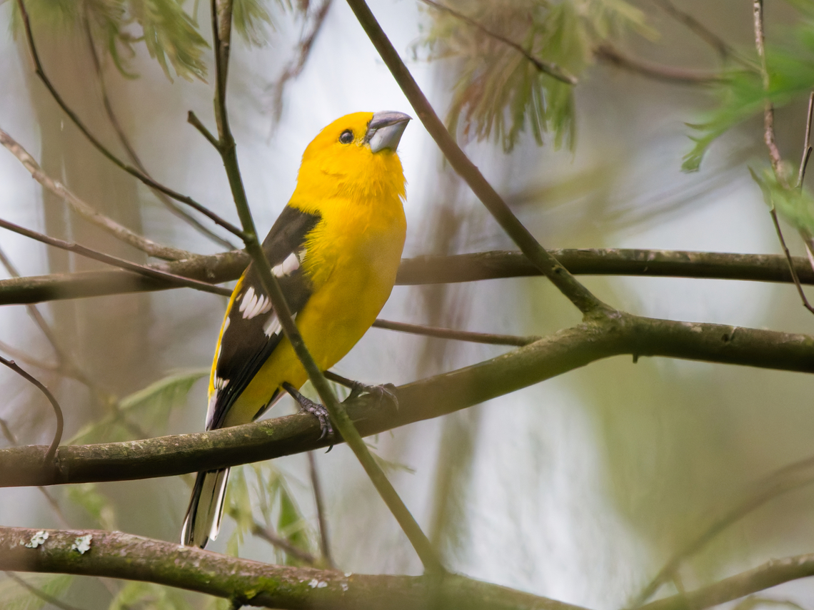 Golden Grosbeak in Ecuador  Ecuador,Geotagged,Pheucticus chrysogaster,Southern yellow grosbeak,Spring