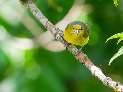 Golden-bellied Euphonia in Ecuador  Ecuador,Euphonia chrysopasta,Geotagged,Golden-bellied Euphonia,Spring