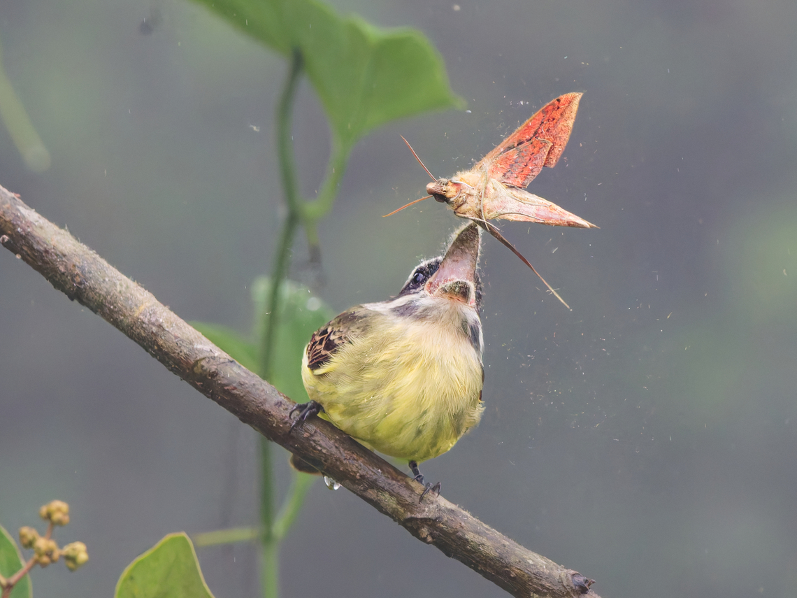 Golden-bellied Flycatcher in Ecuador with prey, should be Xylophanes crotonis Ecuador,Fall,Geotagged,Golden-bellied flycatcher,Myiodynastes hemichrysus