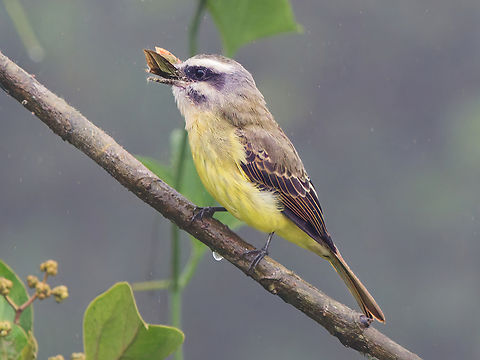 Golden-bellied Flycatcher in Ecuador lateral view Ecuador,Fall,Geotagged,Golden-bellied flycatcher,Myiodynastes hemichrysus
