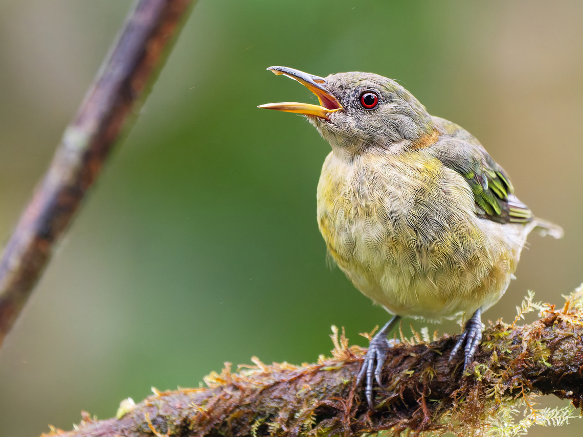 Golden-collared Honeycreeper female, begging Ecuador,Fall,Geotagged,Golden-collared honeycreeper,Iridophanes pulcherrimus
