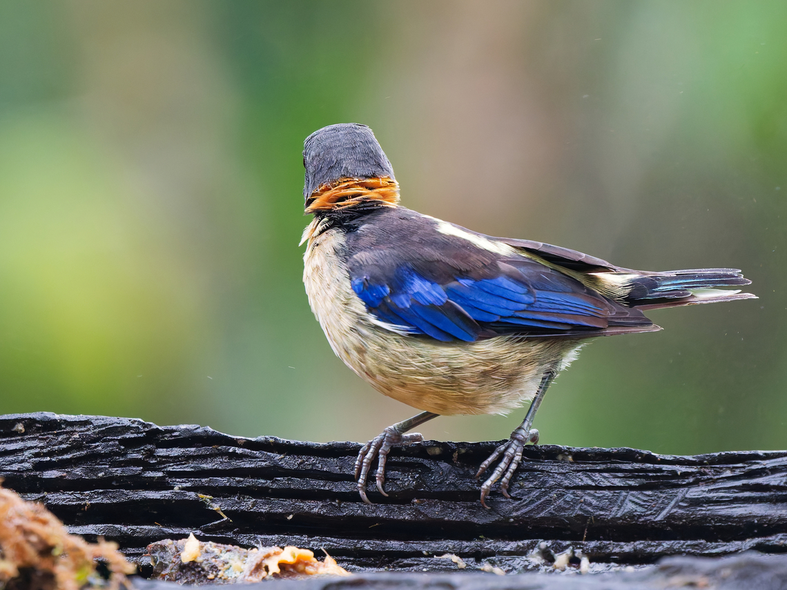 Golden-collared Honeycreeper The adult bird&#039; neck hairs stand on end! Ecuador,Fall,Geotagged,Golden-collared honeycreeper,Iridophanes pulcherrimus