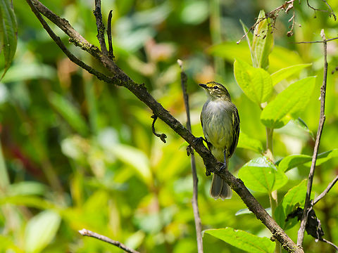 Golden-faced Tyrannulet in Ecuador  Ecuador,Geotagged,Golden-faced tyrannulet,Spring,Zimmerius chrysops