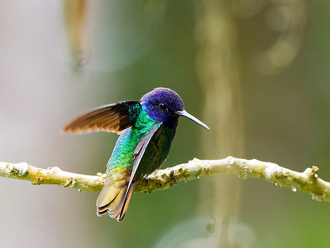 Golden-tailed Sapphire in Ecuador  Chrysuronia oenone,Ecuador,Geotagged,Golden-tailed sapphire,Spring