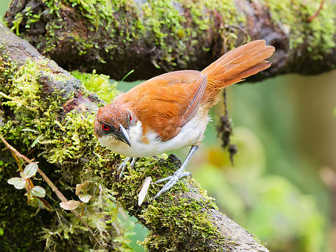 Great Antshrike in Ecuador missing female Ecuador,Fall,Geotagged,Great antshrike,Taraba major