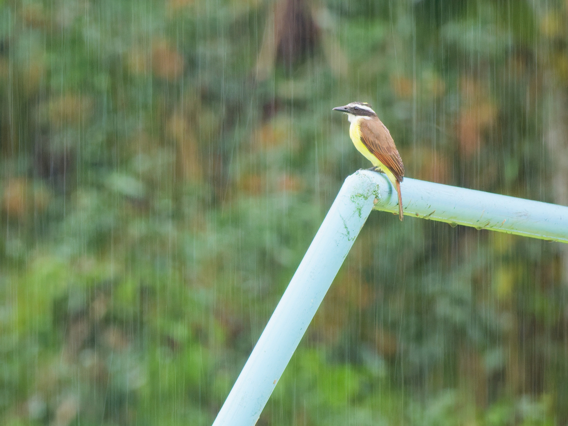 Great Kiskadee in Ecuador sitting in the rain Ecuador,Geotagged,Great kiskadee,Pitangus sulphuratus,Spring