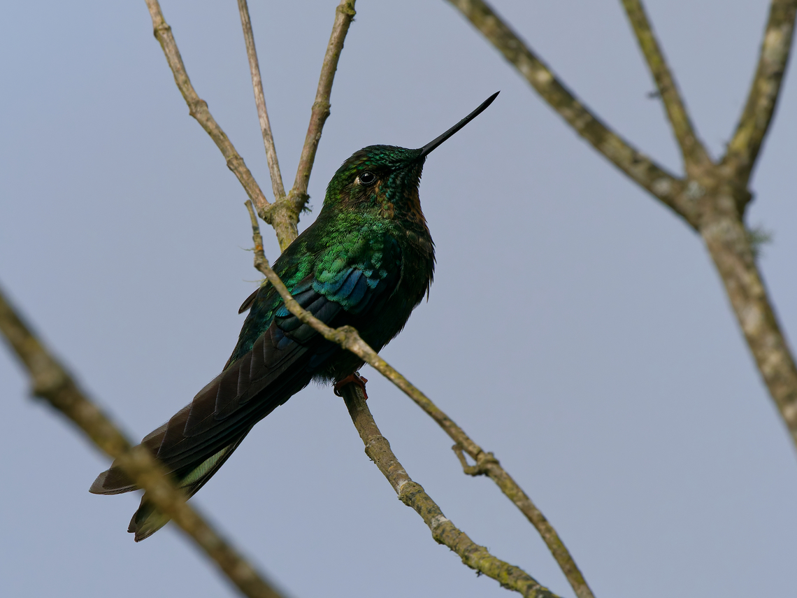 Great Sapphirewing in Ecuador  Ecuador,Geotagged,Great sapphirewing,Pterophanes cyanopterus,Spring
