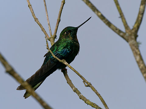 Great Sapphirewing in Ecuador  Ecuador,Geotagged,Great sapphirewing,Pterophanes cyanopterus,Spring