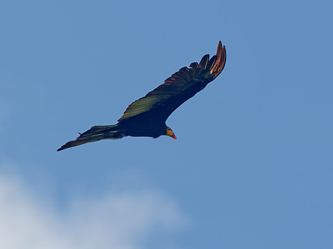 Greater Yellow-headed Vulture in Ecuador  Cathartes melambrotus,Ecuador,Geotagged,Greater yellow-headed vulture,Spring