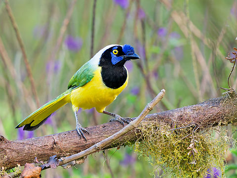 Green Jay (Inca Jay) in Ecuador the Inca names subspecies is still not accepted as full species, cp. Avilist version 2025 Cyanocorax yncas,Ecuador,Geotagged,Green Jay,Spring