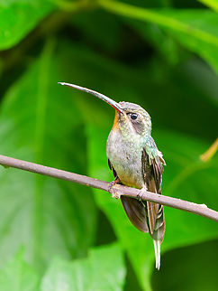Green Hermit in Ecuador  Ecuador,Geotagged,Green Hermit,Phaethornis guy,Spring