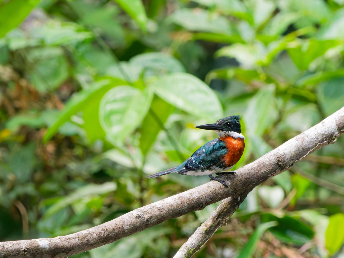 Green Kingfisher in Ecuador  Chloroceryle americana,Ecuador,Geotagged,Green Kingfisher,Spring