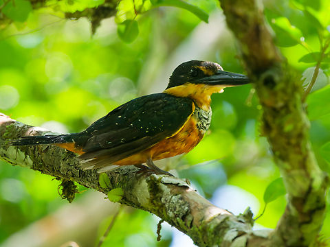Green-and-rufous Kingfisher in Ecuador  Chloroceryle inda,Ecuador,Geotagged,Green-and-rufous kingfisher,Spring